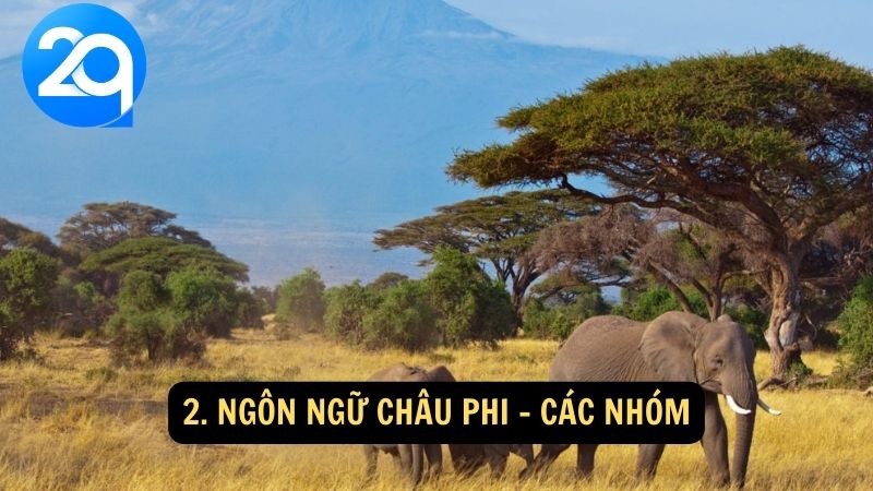 2. Ngôn ngữ châu Phi - Các nhóm